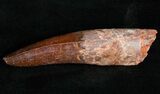 Large, Quality Spinosaurus Tooth #11990-2